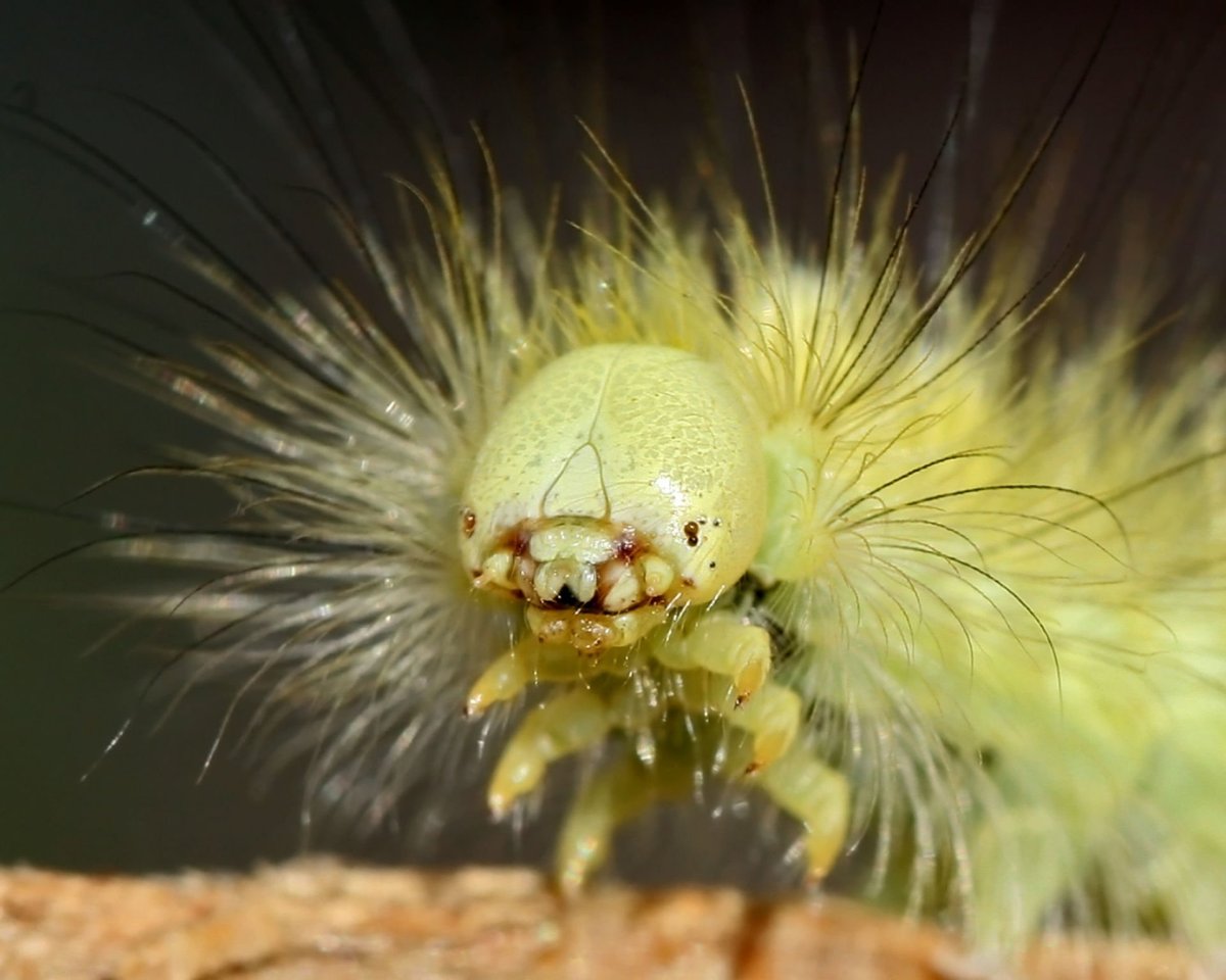 Северная мошка под микроскопом