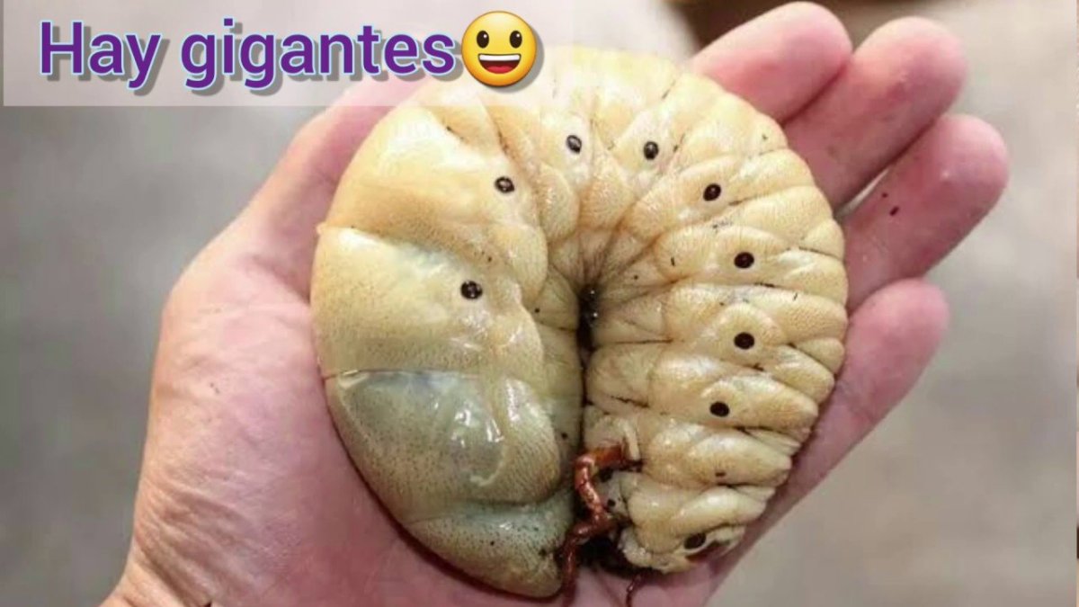 Паук под микроскопом страшный