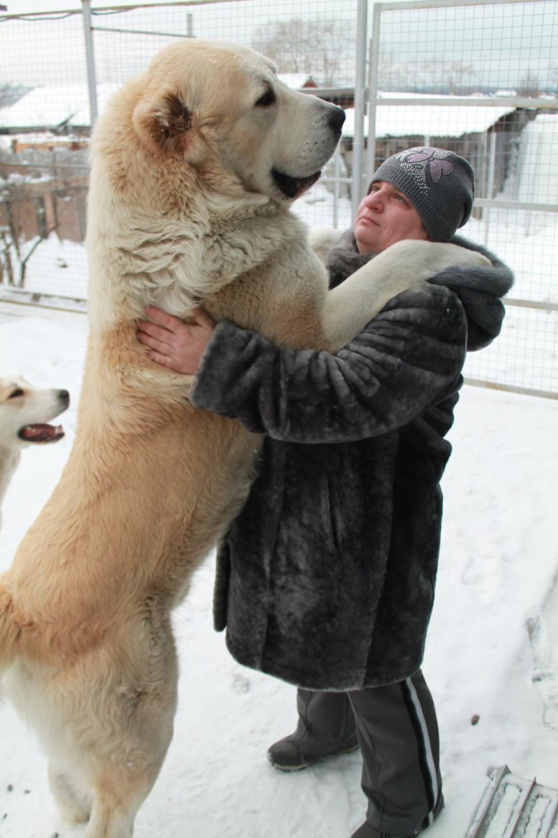 Алабай бульдозер