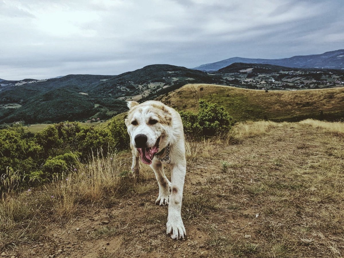 Турецкая овчарка кангал