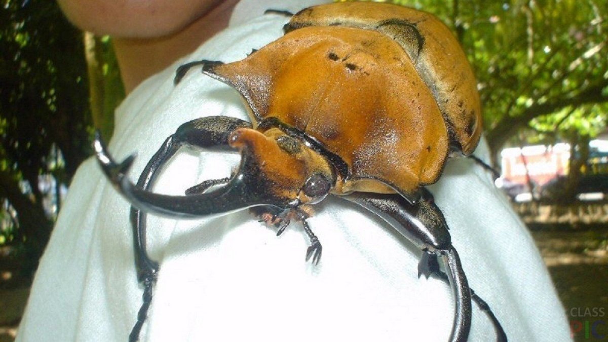 Сапрофиты пылевые клещи