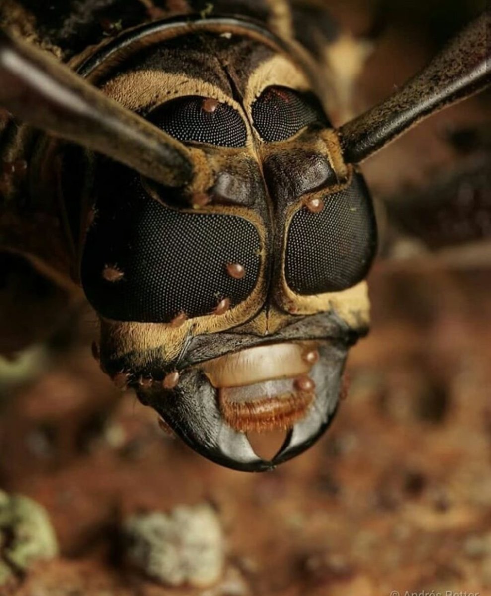 Голова муравья под микроскопом