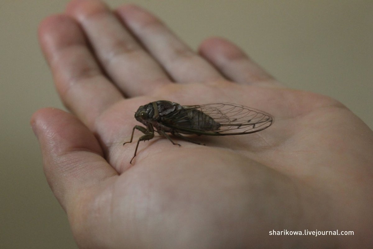 Хихены насекомые на Кубе