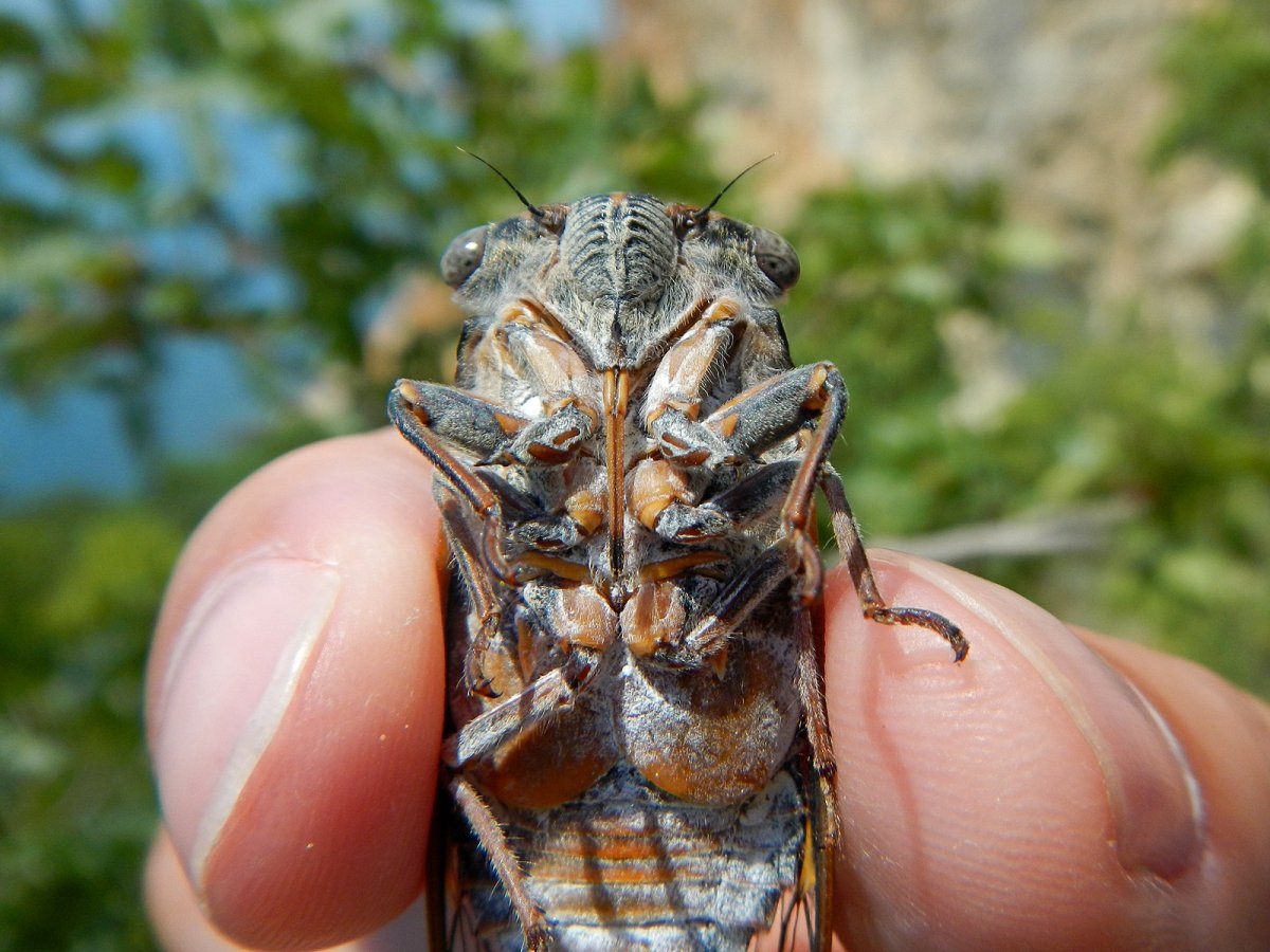 Индостанская цикада