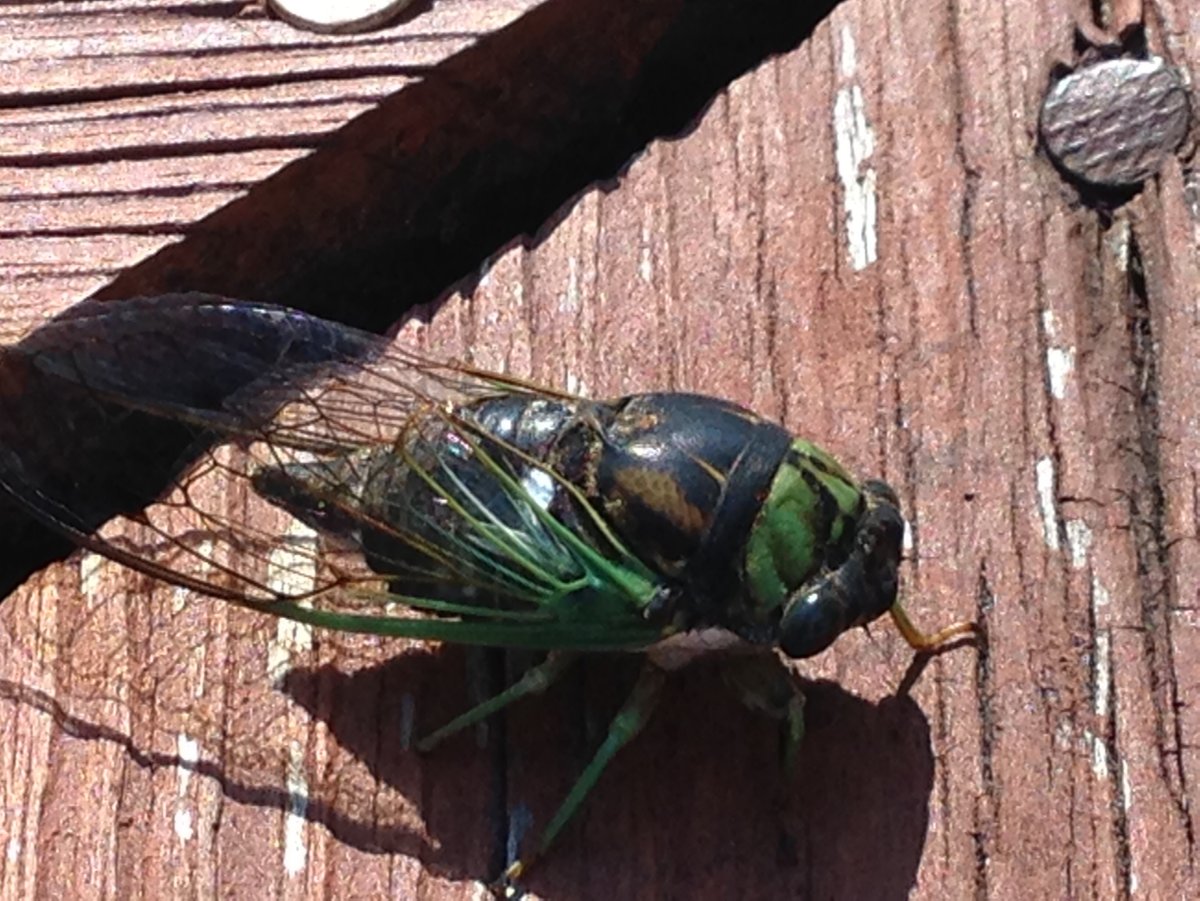 Мультяшных укусов