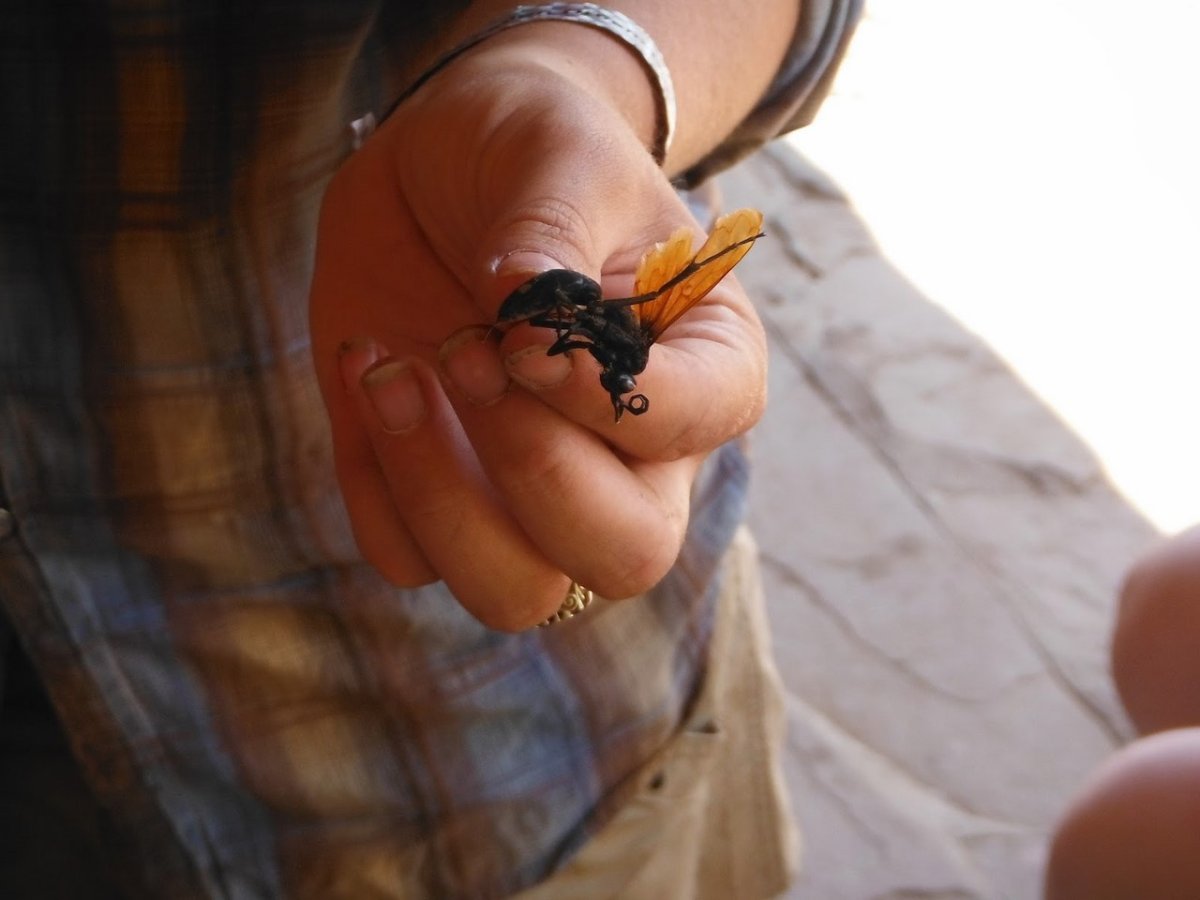 Тарантуловый Шершень