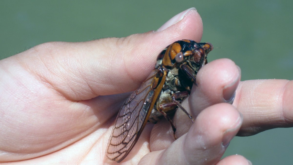 Цикада мачакуй