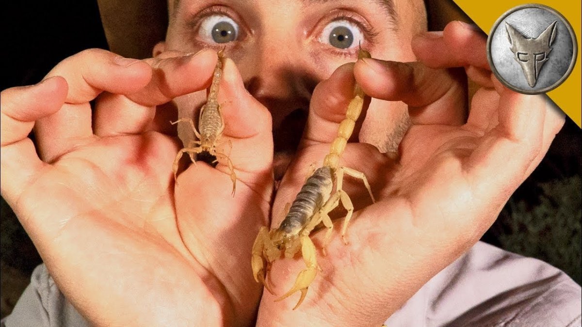 Червь паразит волосатик