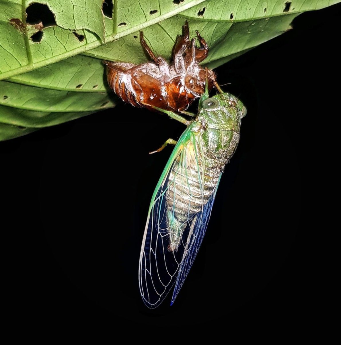 Имаго разных насекомых