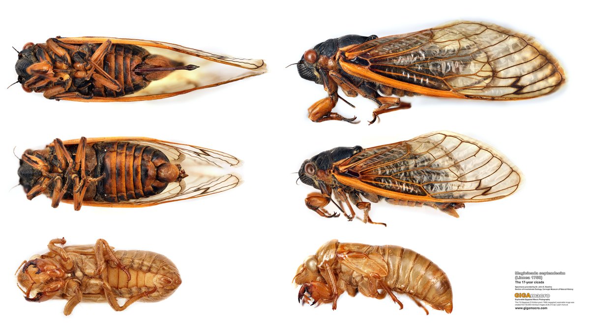 Цикада тату