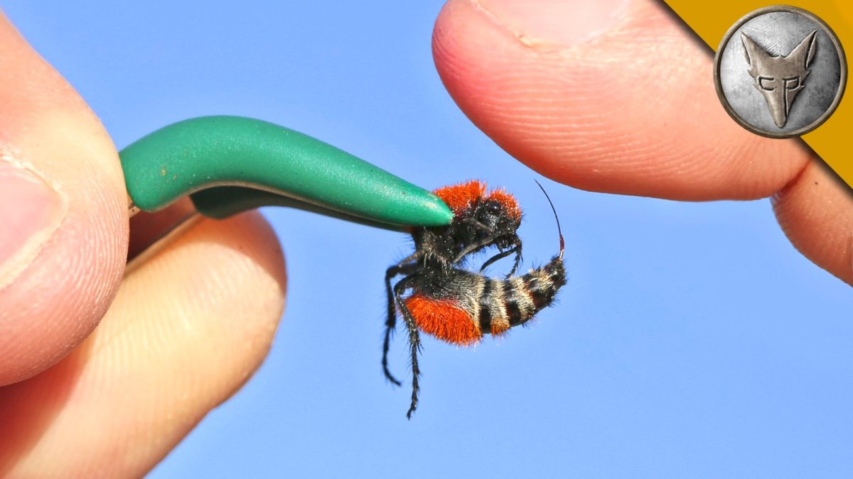 Кусачие насекомые летом