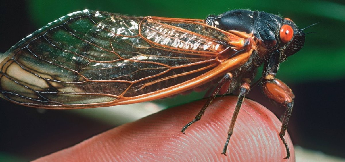 Цикада самец и самка