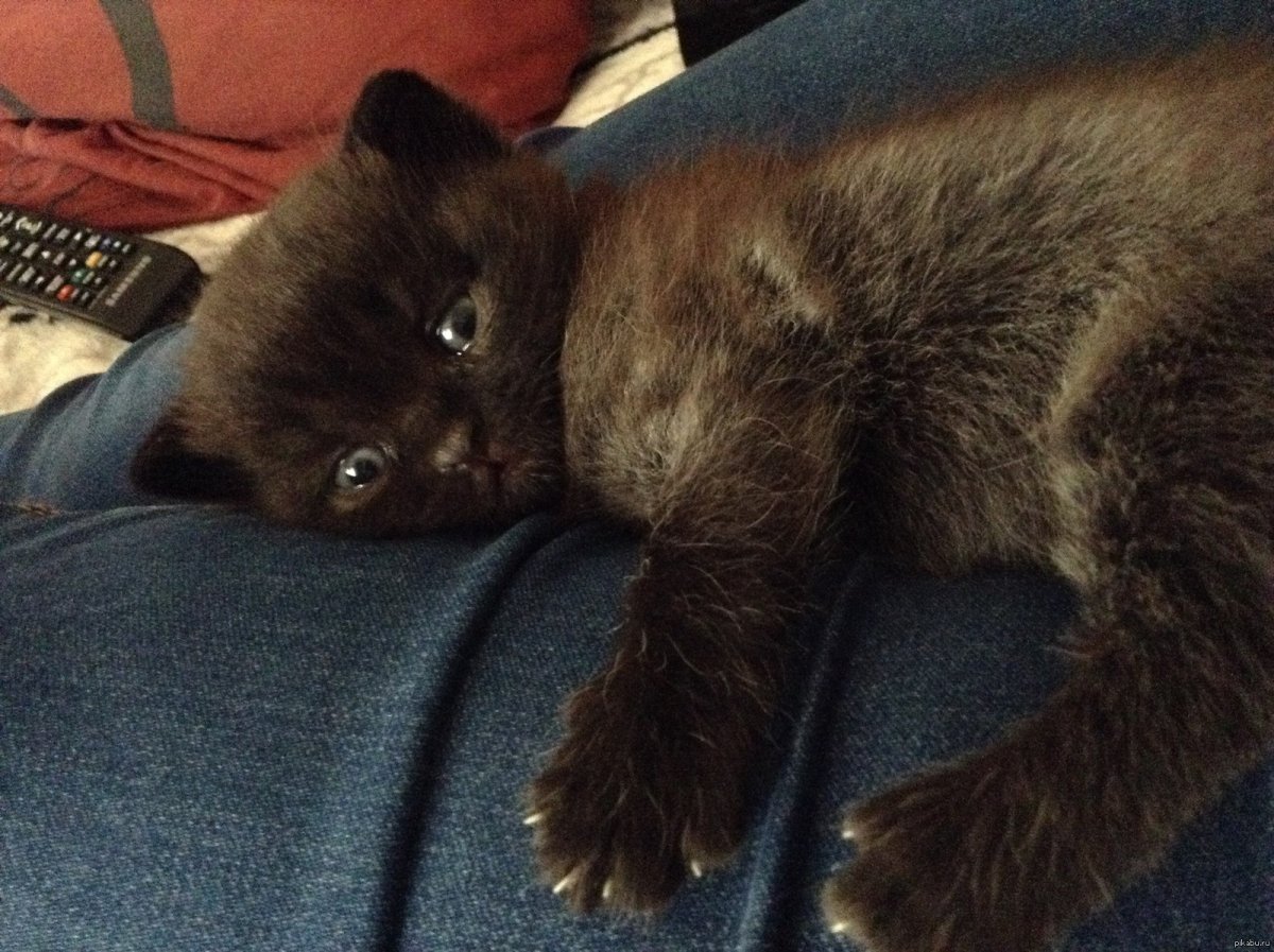 Котенок и Медвежонок