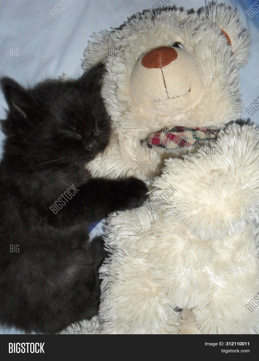 Котенок и Медвежонок