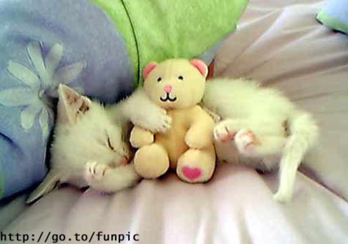 Мишка обнимает котенка