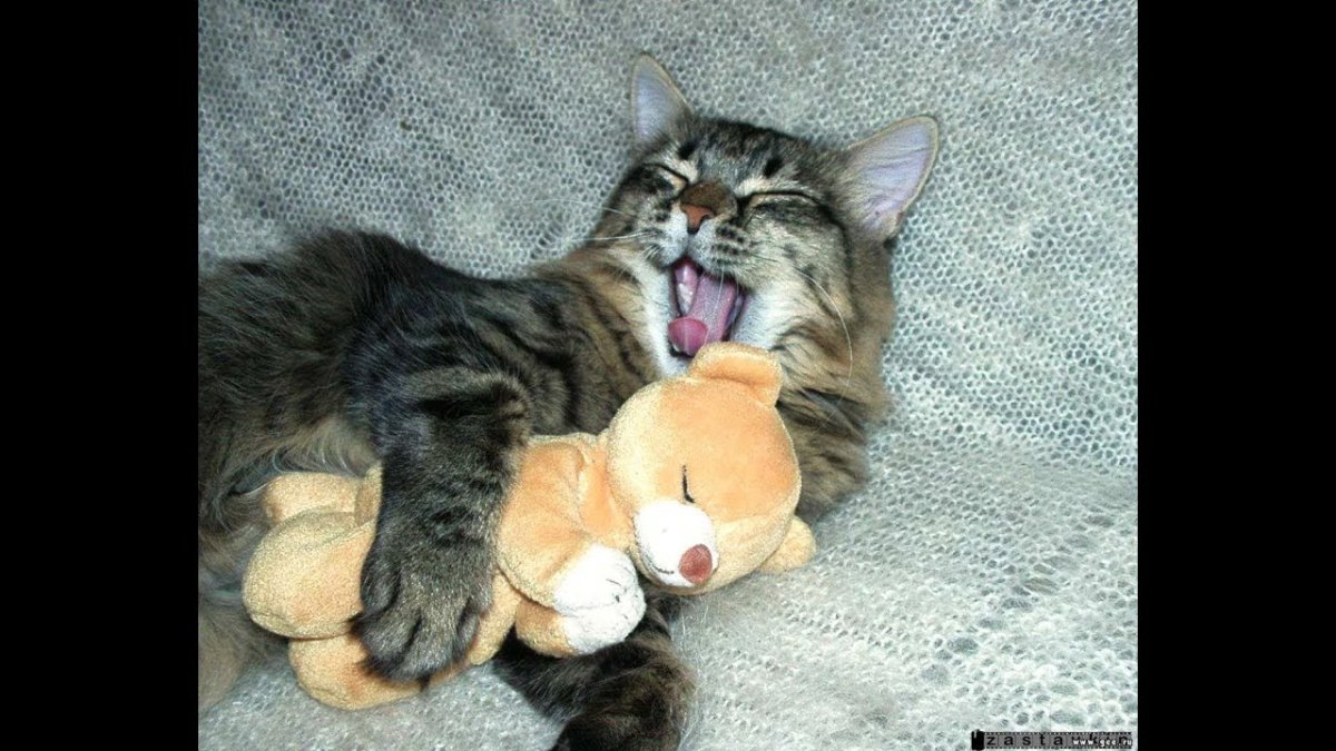 Кошка спит с игрушкой