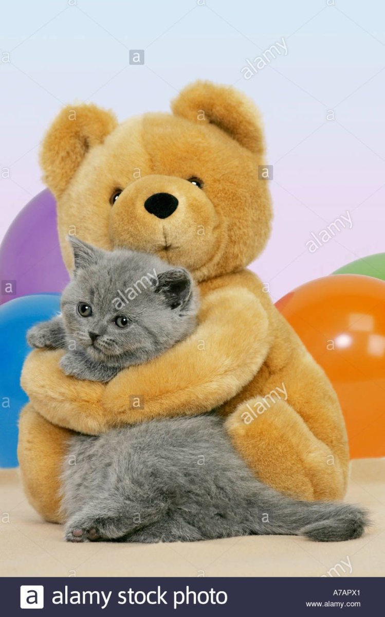 Кот с плюшевым мишкой