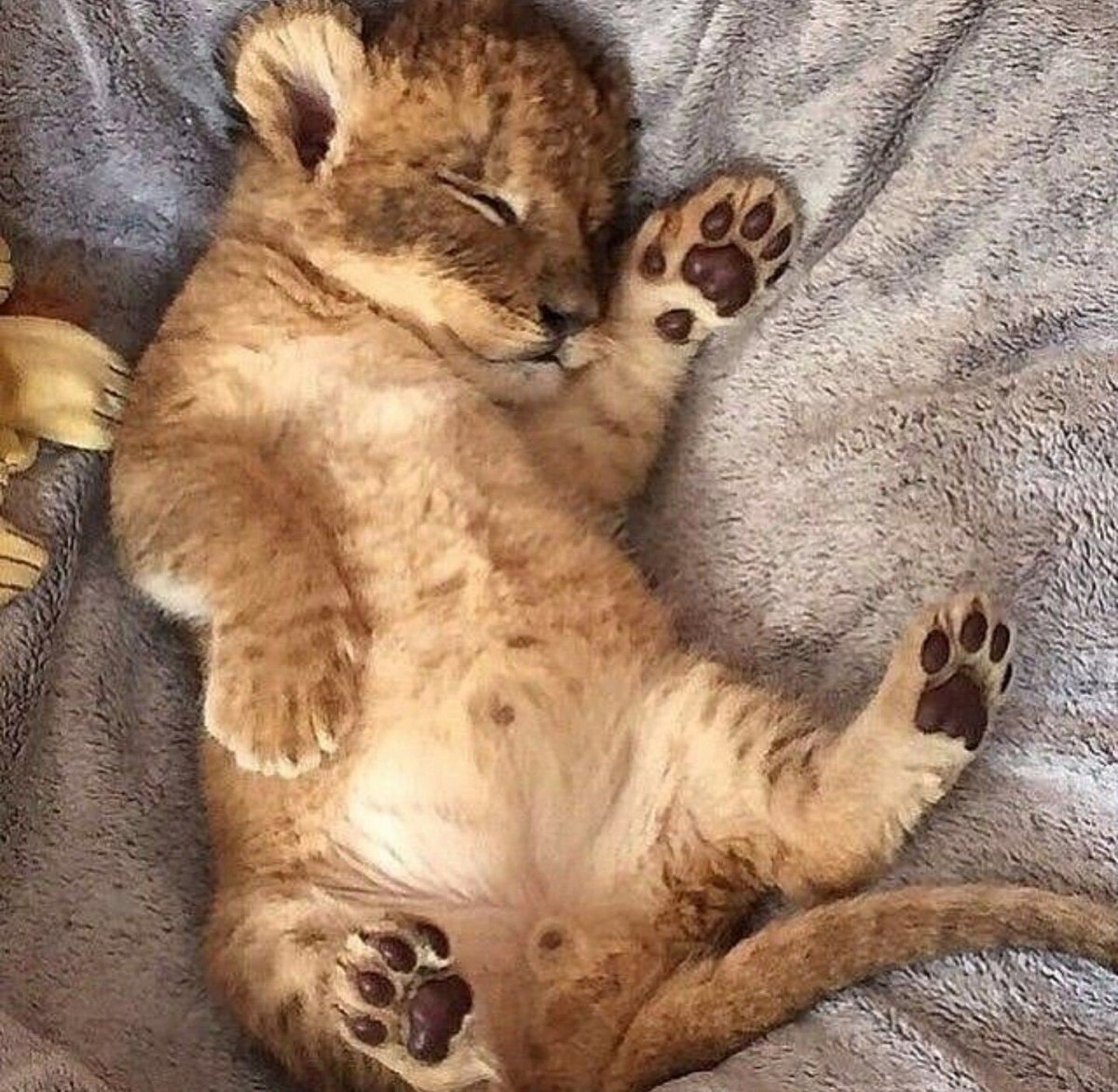 Тигренок спит