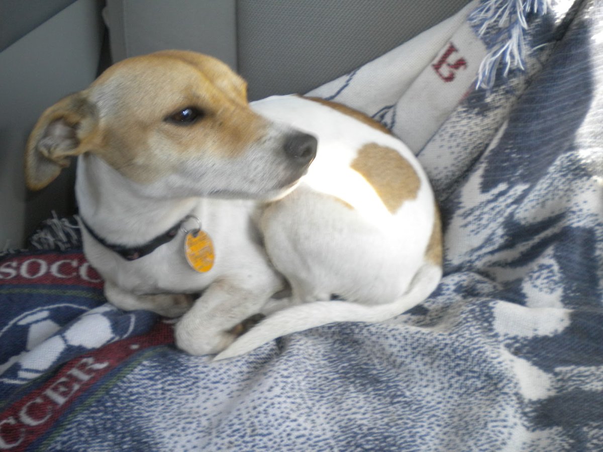 Джек Рассел жесткошерстный