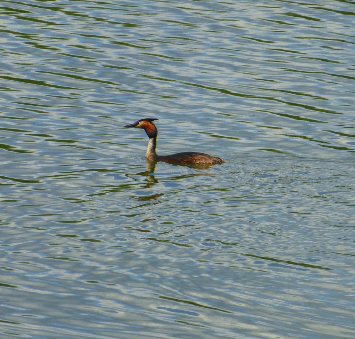 Чомга ныряет