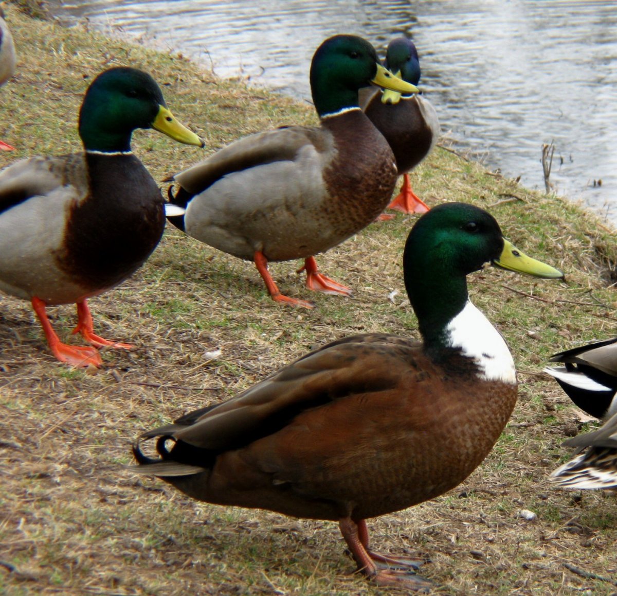Половой диморфизм утки кряквы