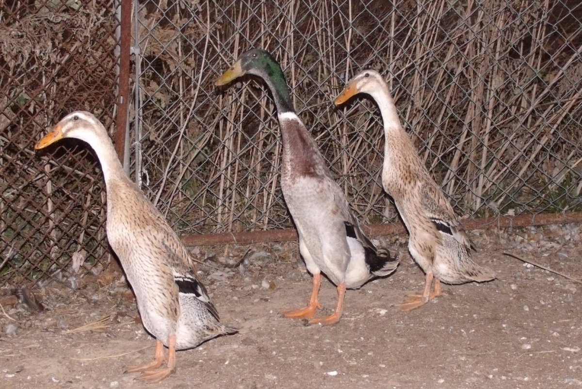 Утка с длинной шеей