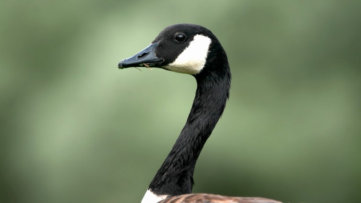 Утки с черной головой