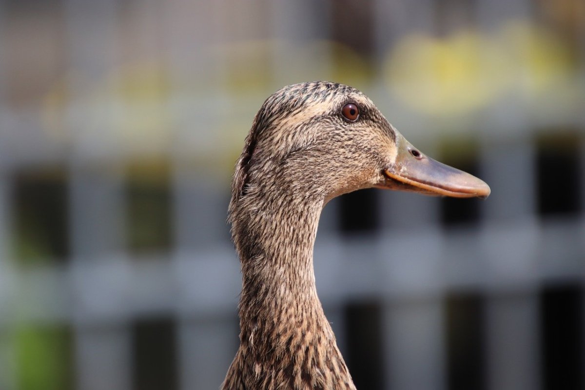 Уточка на шею