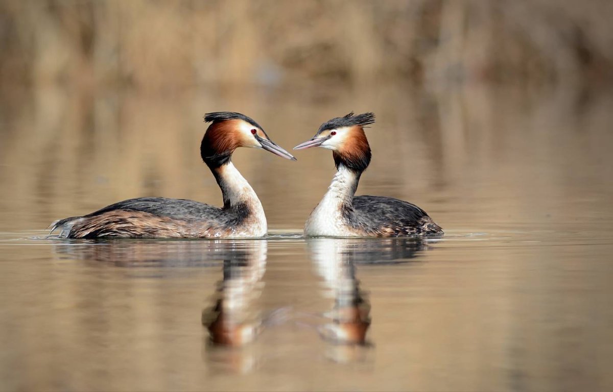 Большая поганка чомга