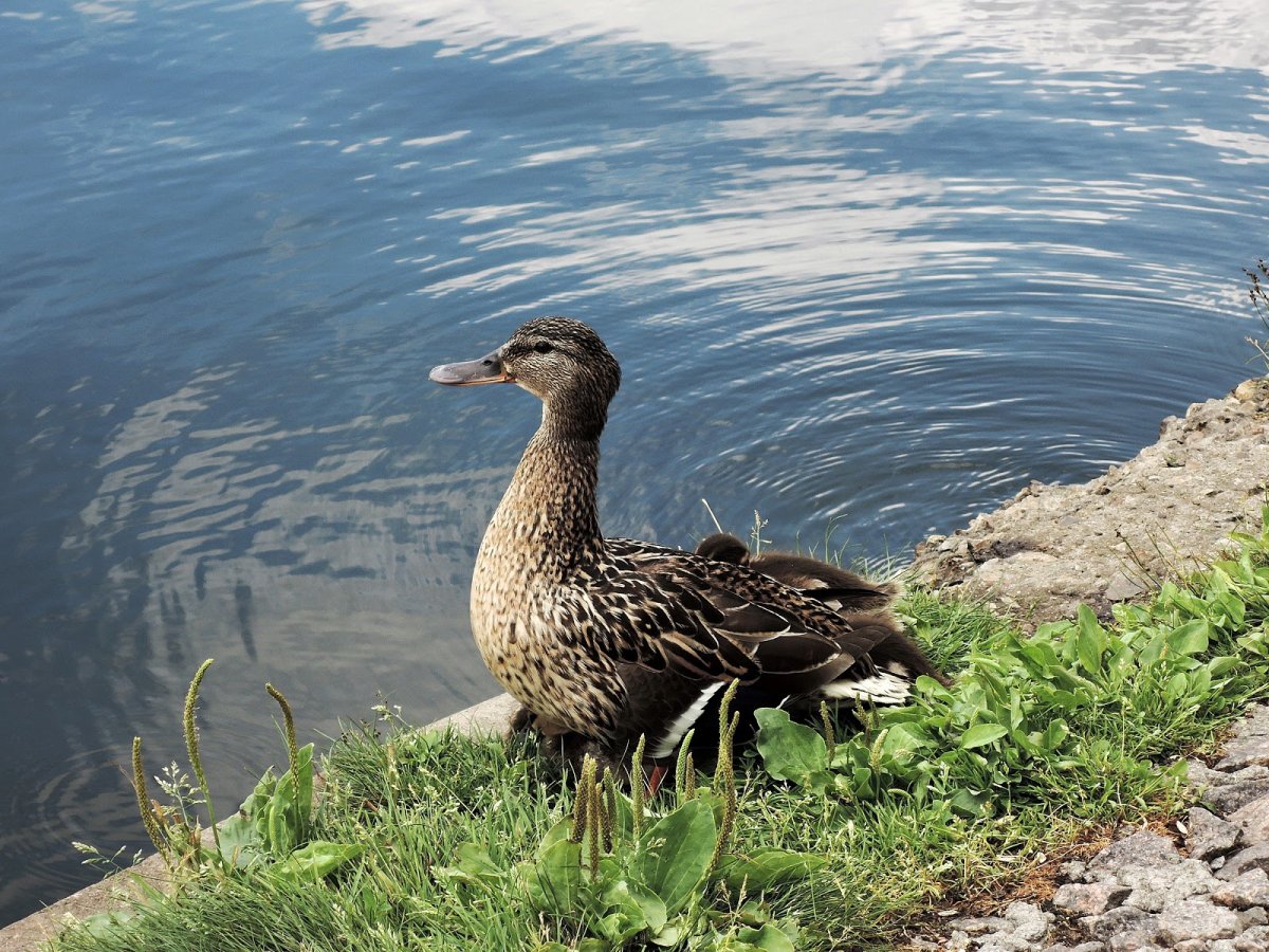 Уточка с длинной шеей