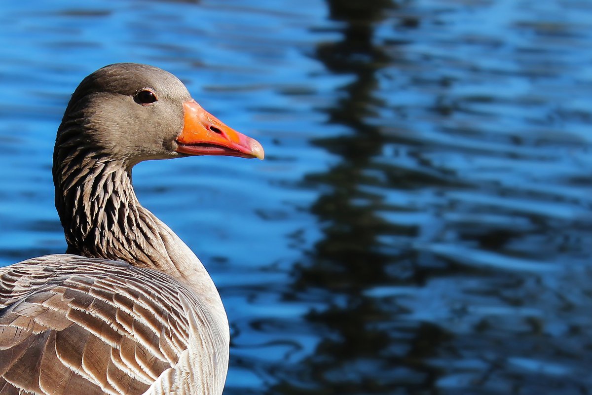 Гусь или утка
