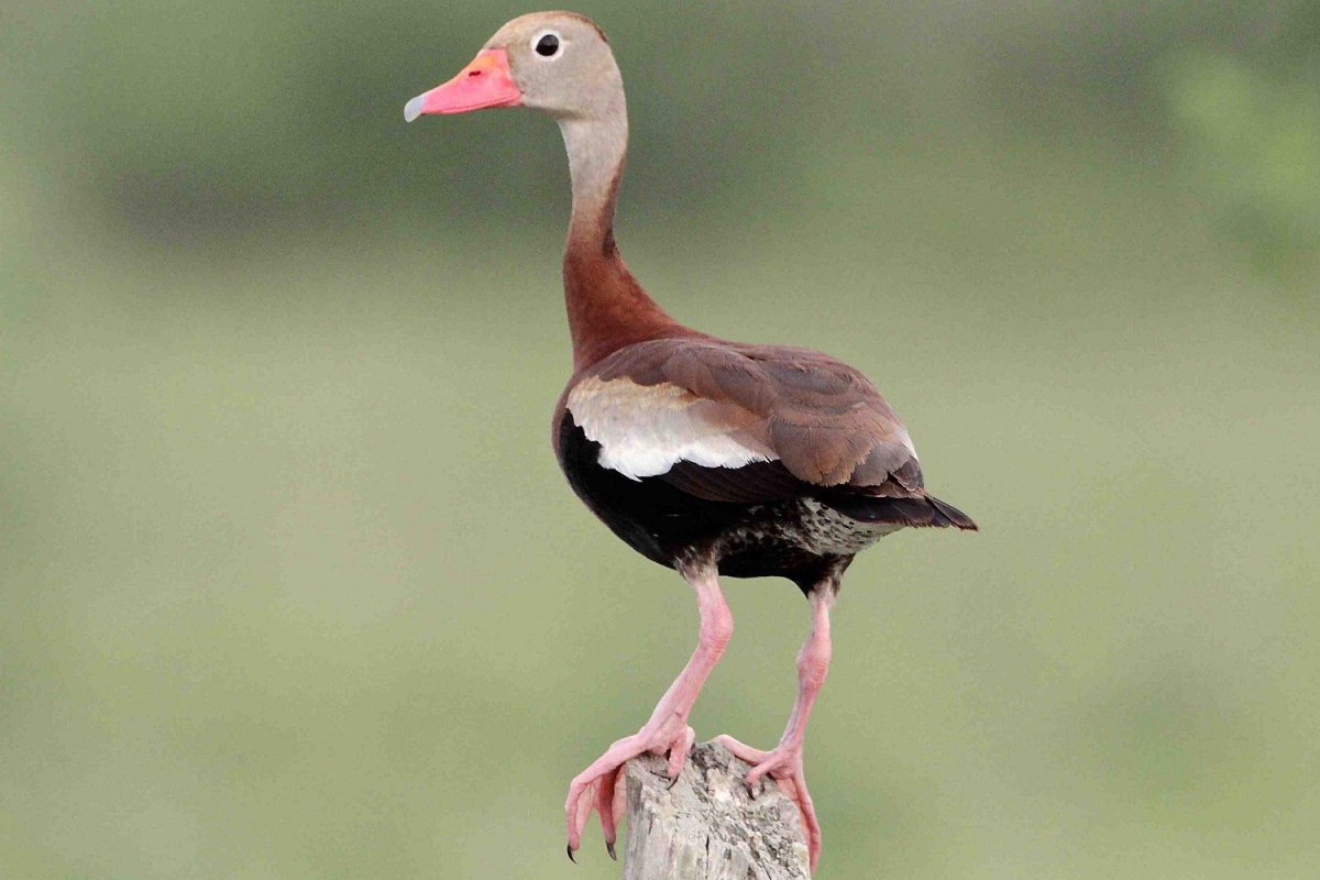 Dendrocygna autumnalis