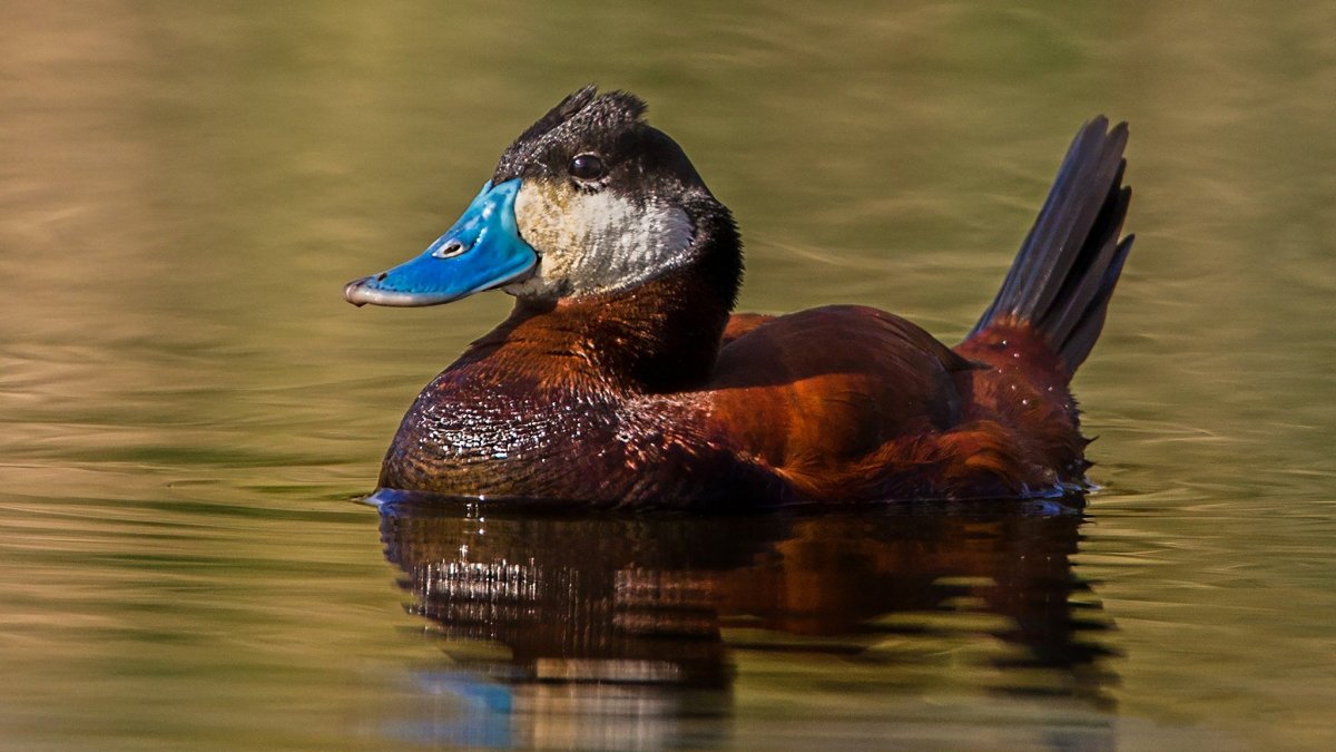 Белоголовая Савка
