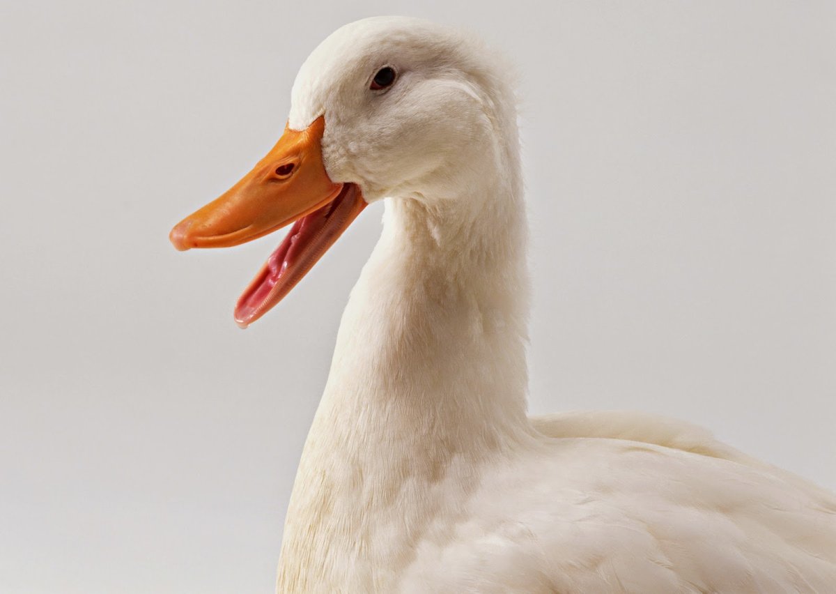 Гусь на белом фоне