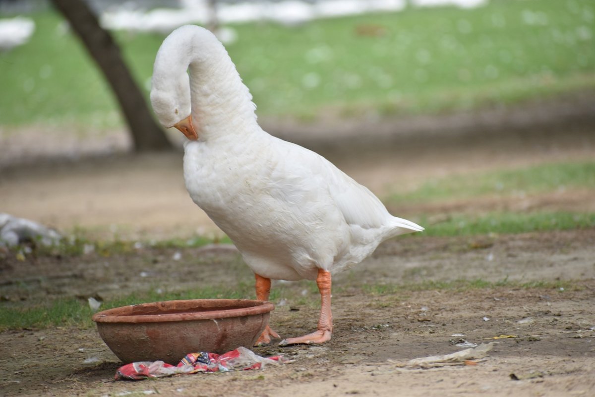 Длинная утка