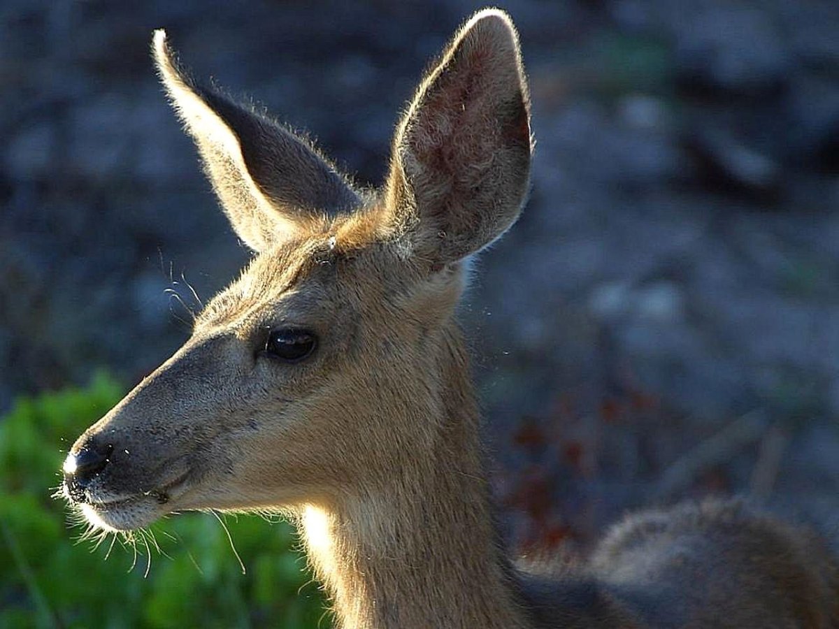 Лань косуля кабарга