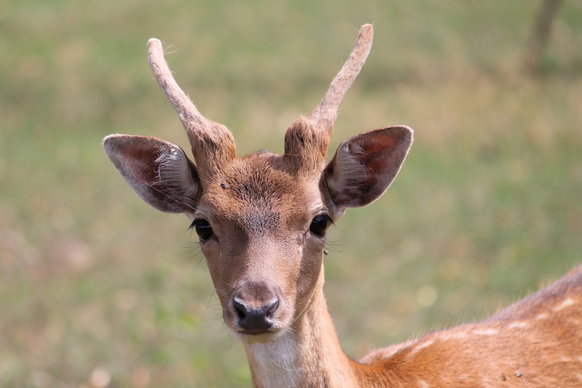 Лань европейская рога