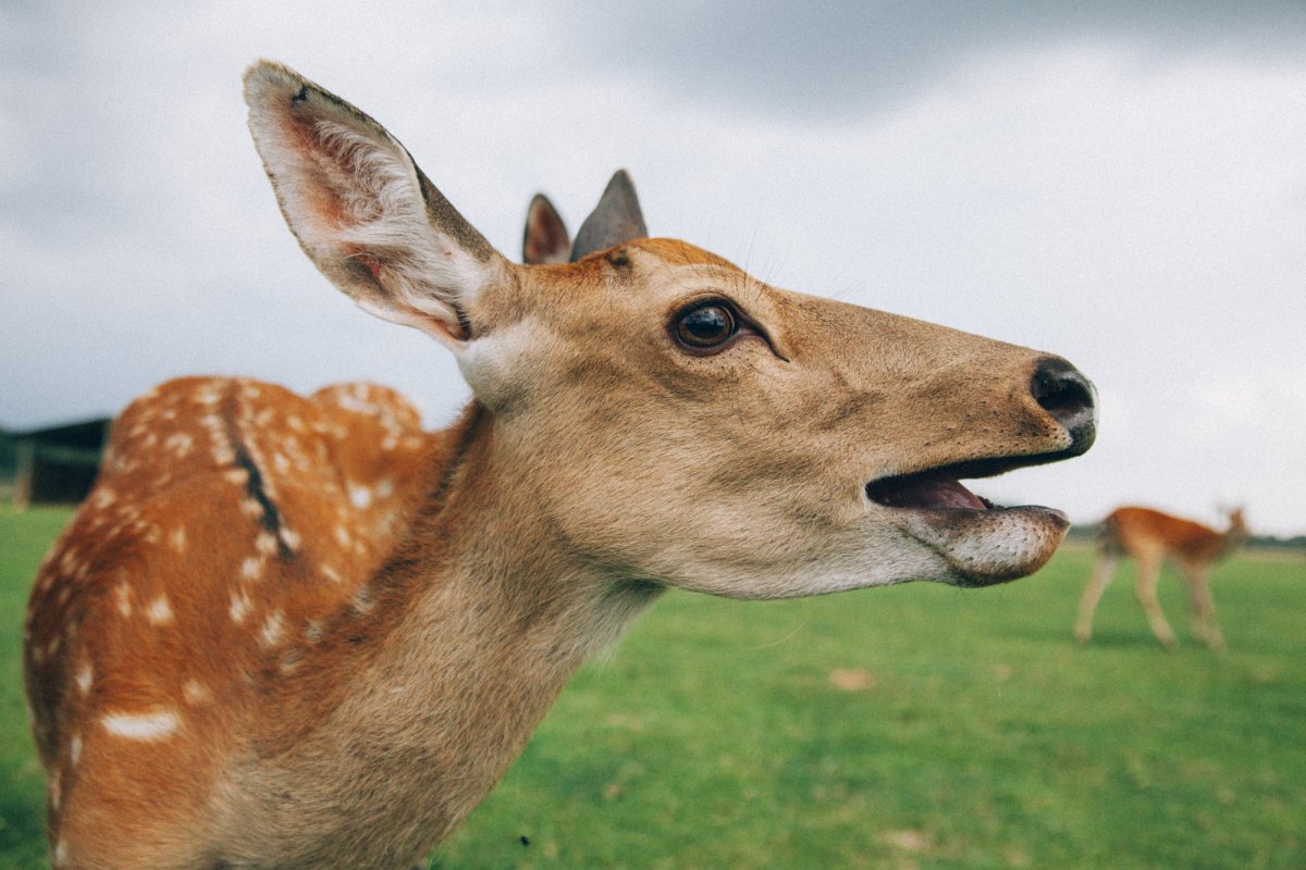 Оленья ферма Львово