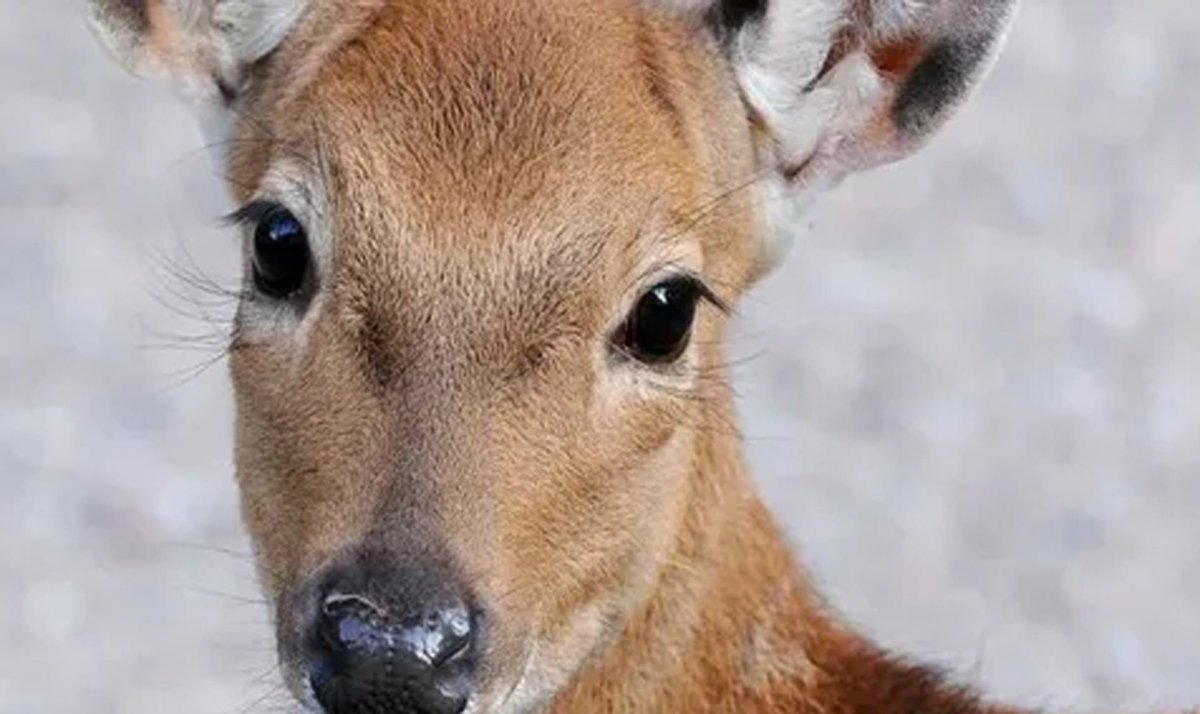 Олениха вельвет