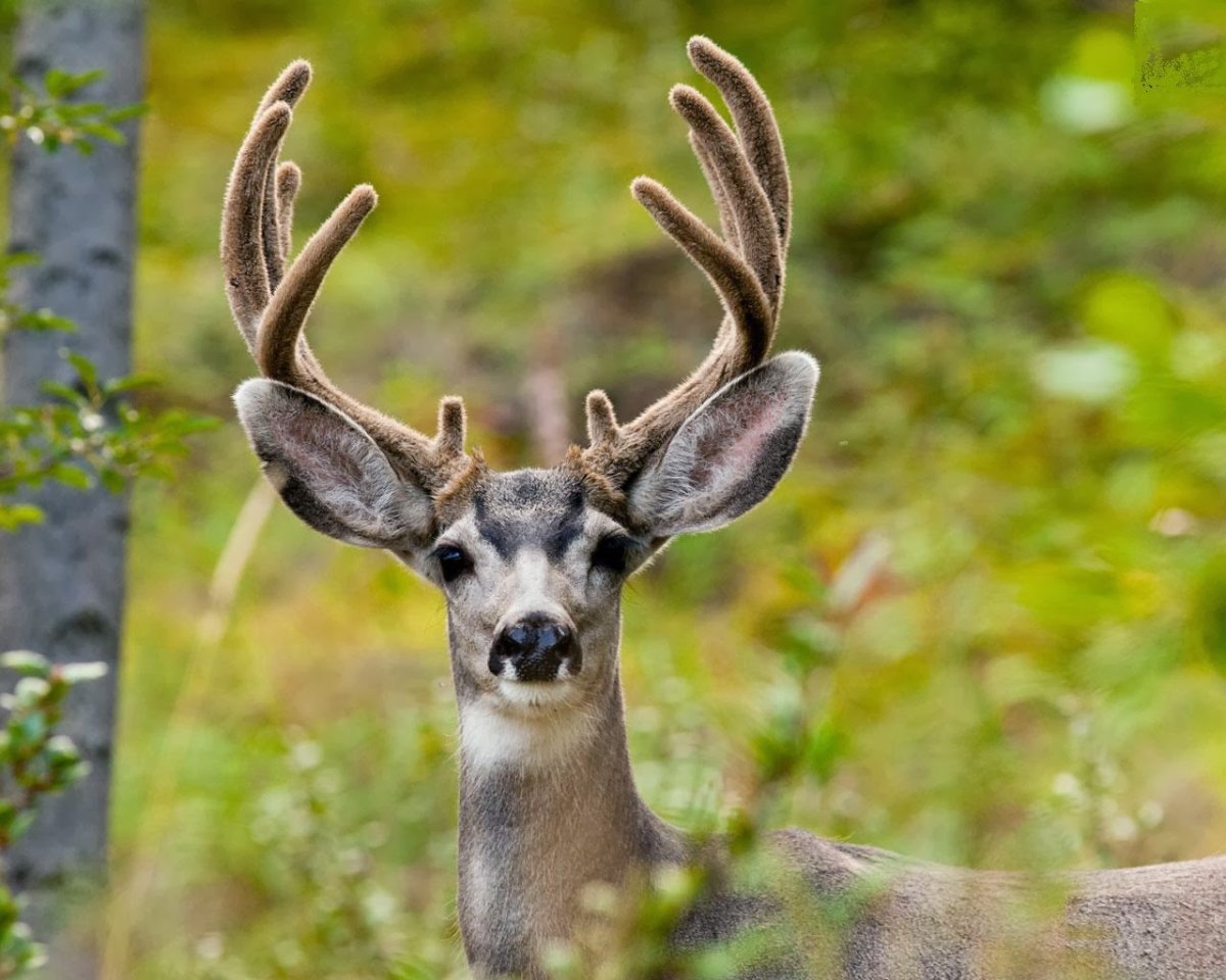 Как выглядят уши у оленя
