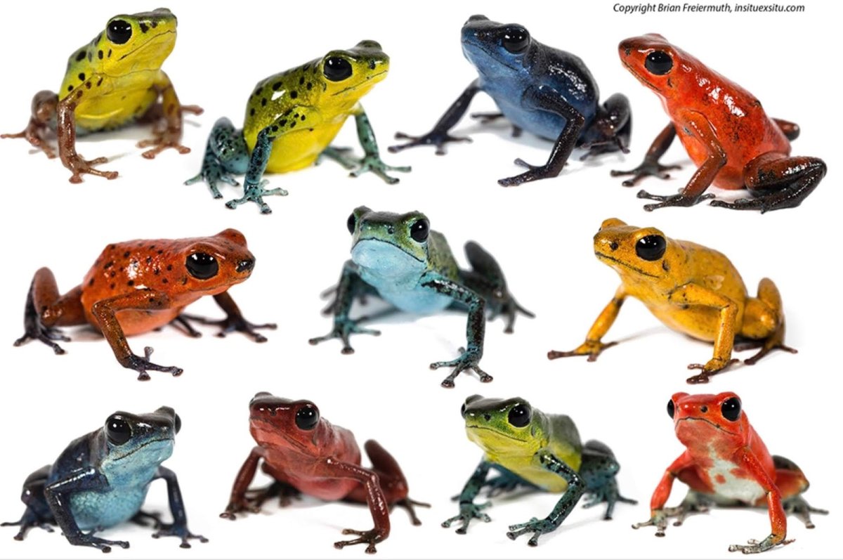 Сибирская лягушка Rana amurensis Boulenger