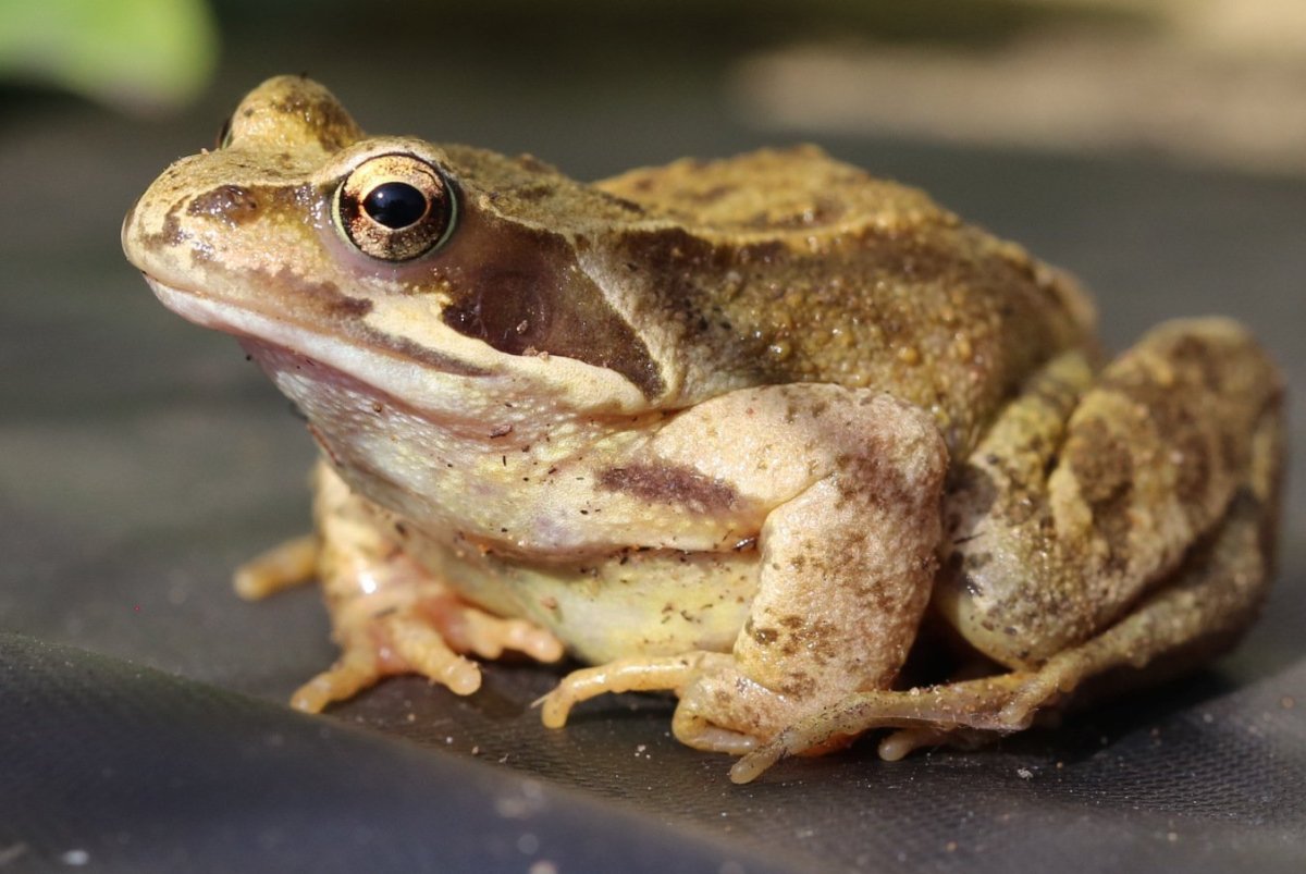 Лягушка травяная лягушка остромордая