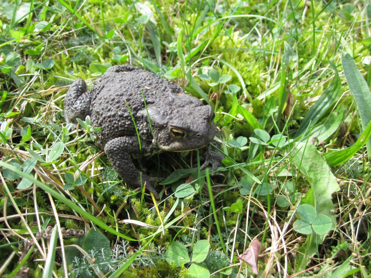 Серая жаба Bufo Bufo