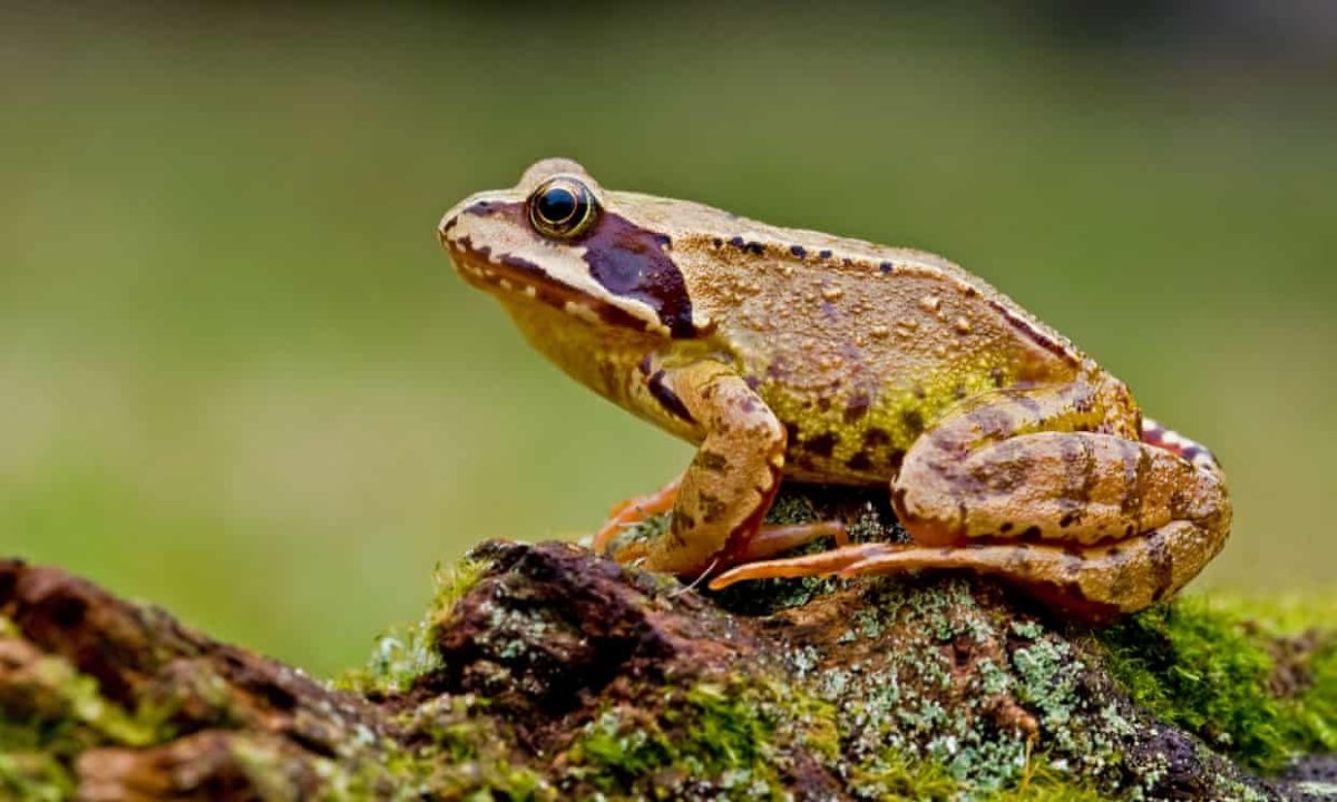 Травяная лягушка квакша