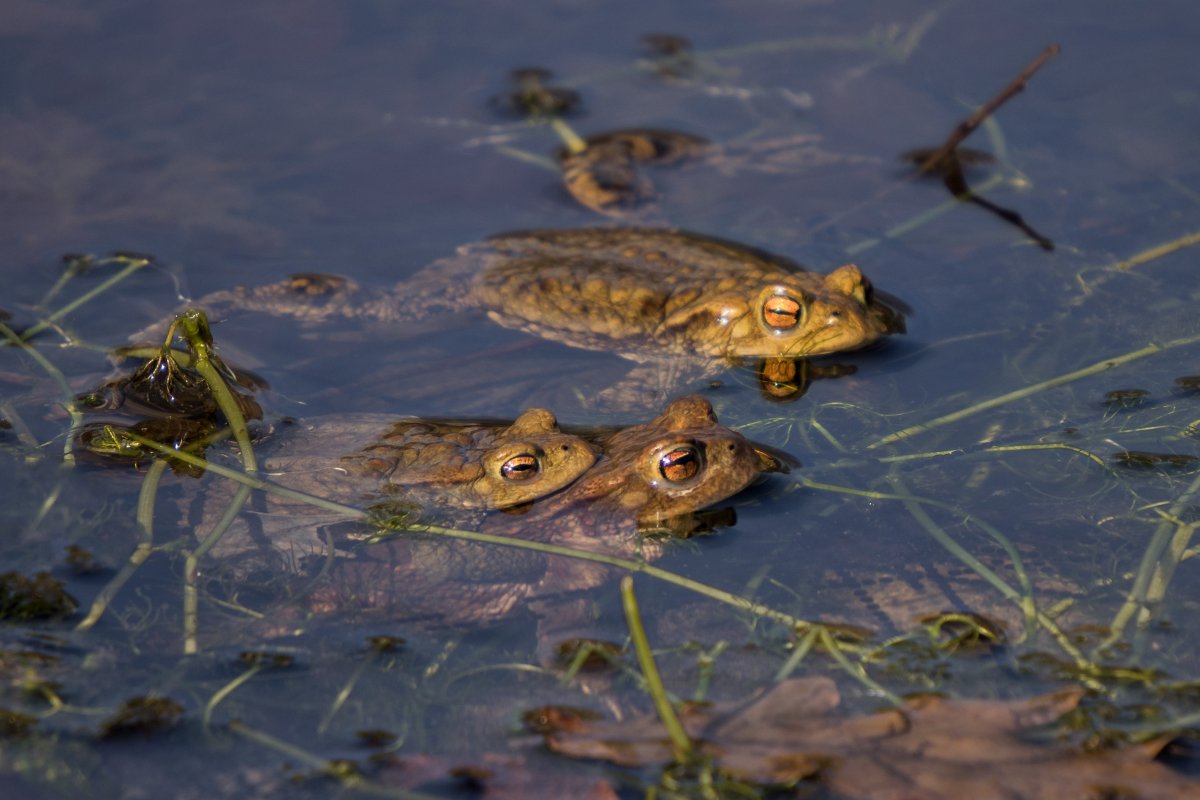 Остромордая лягушка