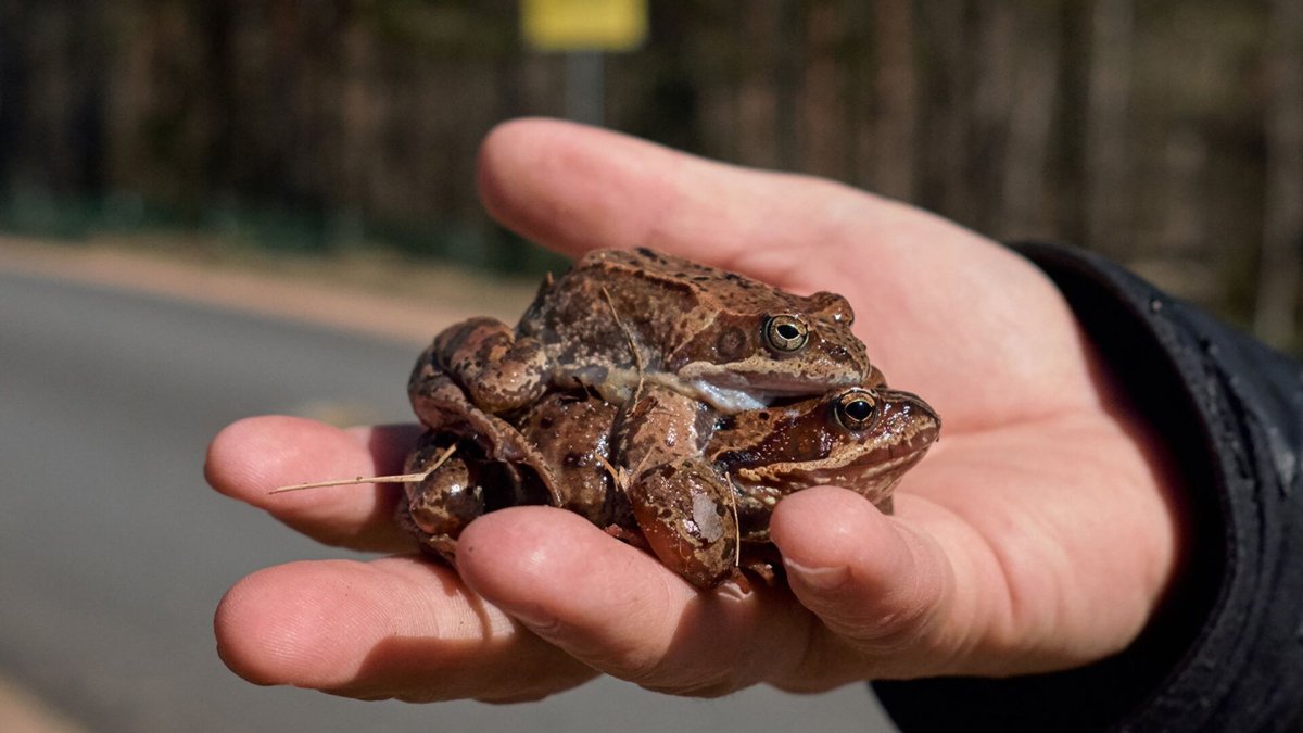 Лягушки Ленинградской области