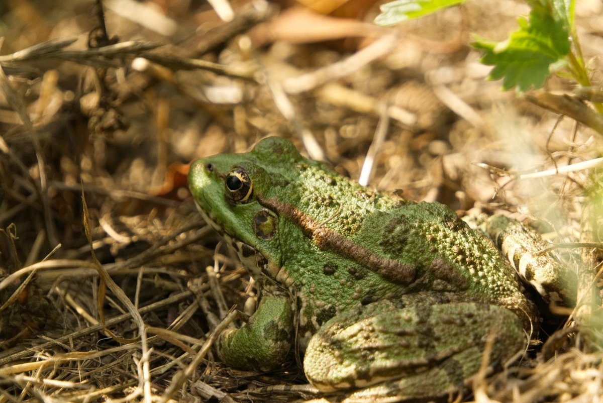Травяная лягушка