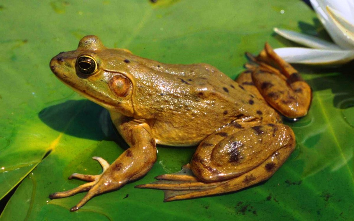 Бесхвостые амфибии лягушки