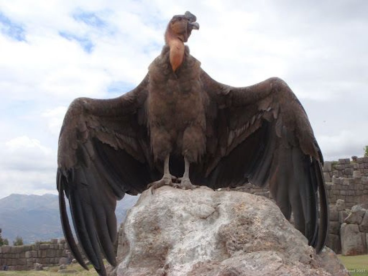 Андский Кондор