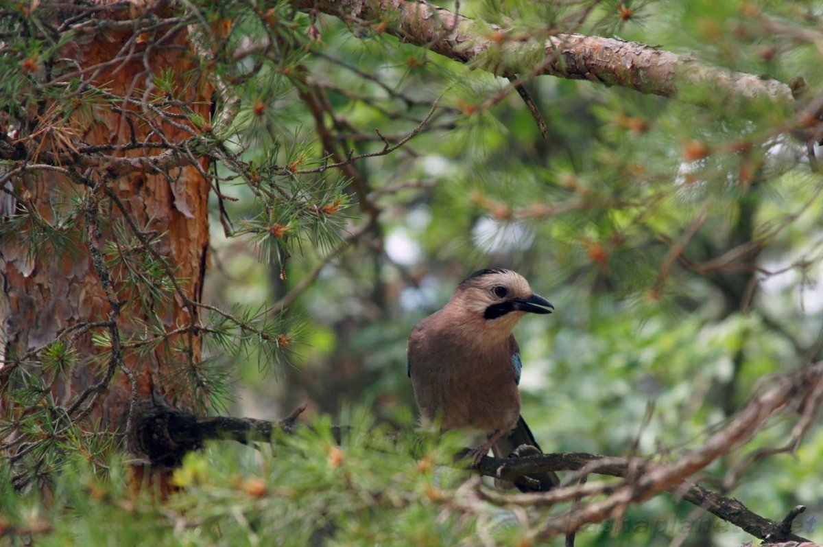 Птицы Кисловодского парка